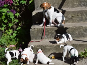 Danish Swedish Farmdog · Herlufmagle · Gårdbanditten