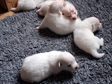 Japansk spets · Kristdala · Kennel Alegros