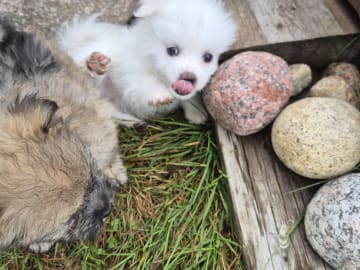German Spitz – Mittelspitz · Abborrträsk · Eleonor M.