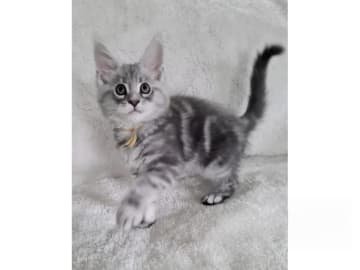 Maine Coon · Glanshammar · SE*Trollius New Moon