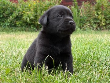 Labrador retriever · Vagnhärad · Unbridled Unicorn
