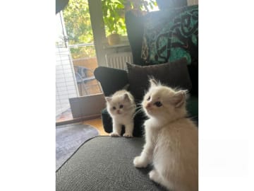 Ragdoll · Falun · S*Blå Ängelns