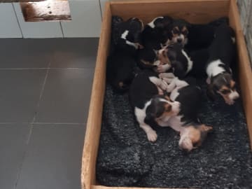 Basset artésien normand · Kungsbacka · Star Ban