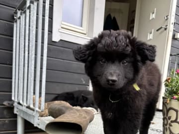 Swedish Lapphund · Karasjok · Marthe Grønnli