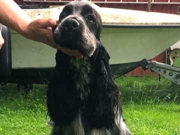 Cocker spaniel · Alunda · Tripolis