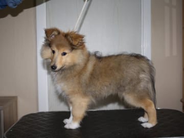 Shetland sheepdog · Brunflo · Milward