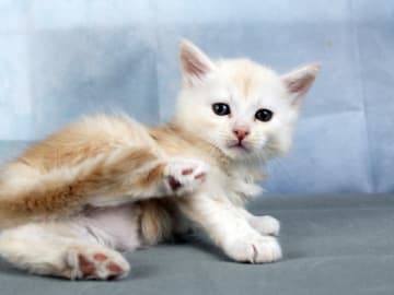Maine Coon · Västra Frölunda · Dagdrivarn