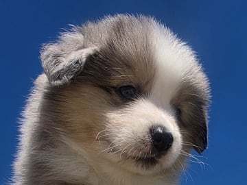 Miniature American Shepherd · Hyllinge · Lina Bäckström