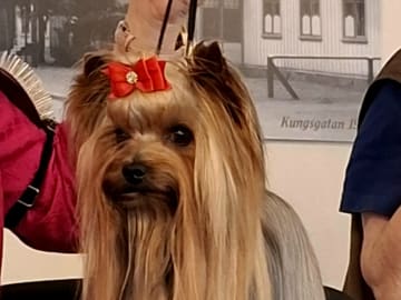 Mount Yorkie