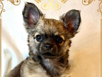 Chihuahua · Yngsjö · Chi's Piazza