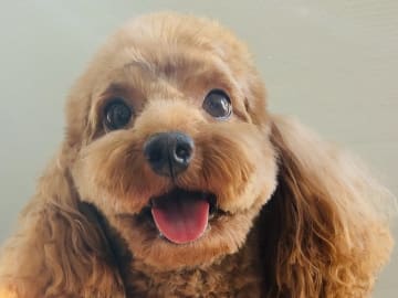 Toy Poodle · Landskrona · Yuliia K.