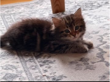 Sibirisk katt · Gnesta · S*Kattlas