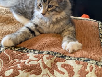 Norwegian Forest · Åkersberga · SE*Danzarin Cats