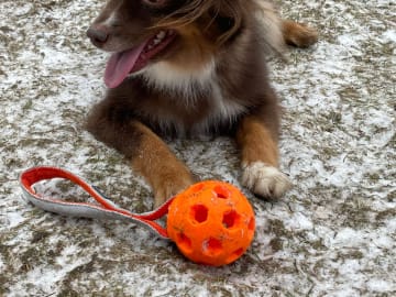 Miniature American Shepherd · Hägersten · Gabriel L.