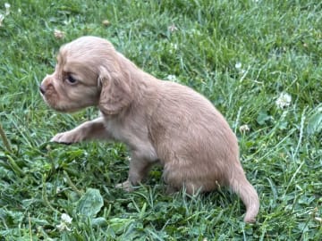 Cocker spaniel · Grimstad · Audun Andre Larsen