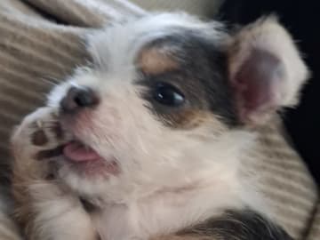 Yorkie malteser shi tzu og chih blanding · Hønefoss · Linda Regine Hauge S.