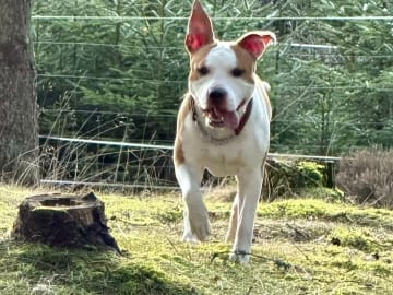 American staffordshire terrier · Perstorp · Annicanina's