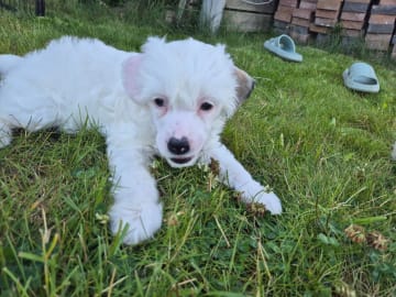Chinese crested dog · Aneby · Sagolis
