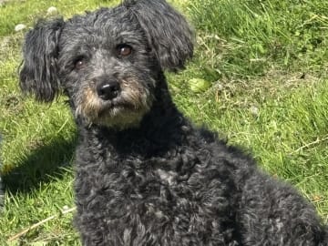 Pumi · Halmstad · Skallabackens kennel