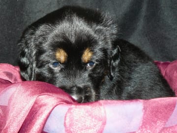 Tibetansk mastiff · Piteå · Gangs'ri Khyi
