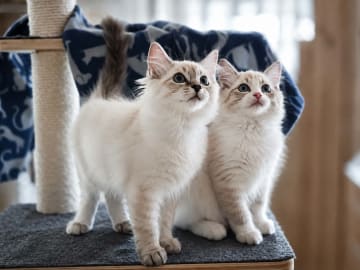 Ragdoll · Vadstena · Skåningstorp