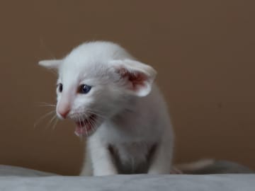 Oriental Adore Cattery