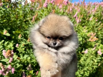 Pomeranian · Sandefjord · Gabriela Michelle Løberg