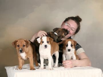 Dansk-svensk gårdshund/Staffordshire bullterrier · Lerdala · Kampavall
