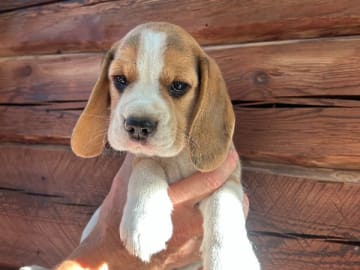 Beagle · Hallstahammar · Lena Linder