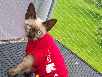 Devon Rex · Hell · No*Onyx Blue Diamond