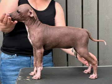 American hairless terrier · Mellerud · Ticket To Win