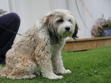 Tibetan Terrier · Halden · Lena Mari Fjeld