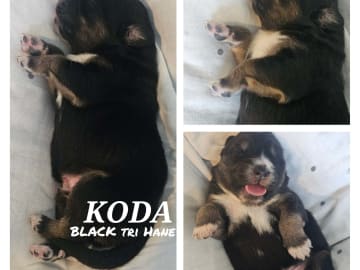 EEVD/ Australian Shepherd · Västra Frölunda · Isabells S.
