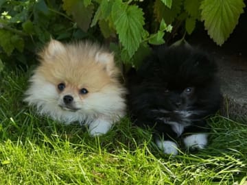 PomchiPaws
