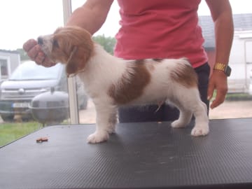 Jack russell terrier · Kristianstad · S'Wagger Tail