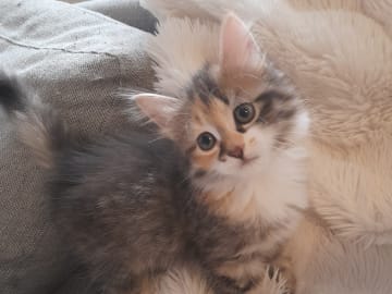 Sibirisk katt · Borlänge · SnowKitten