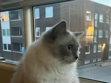 Ragdoll · Växjö · Stella W.