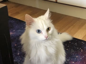 Ragdoll · Sollentuna · Zaid G.