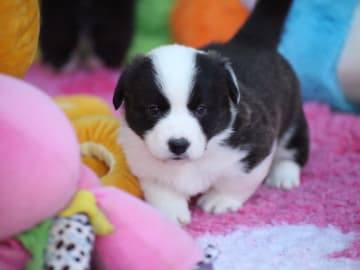 Welsh corgi cardigan · Stavsjø · Henriette Vangen Østvang