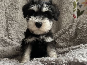 Miniature Schnauzer · Hässelby · Solstrålen