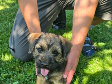 Borderterrier · Västerås · Borderfun