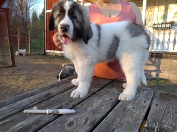 Pyreneisk mastiff · Grängesberg · Dulanilo's