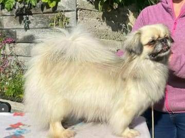 Tibetansk spaniel · Tromsdalen · Ishavskysten