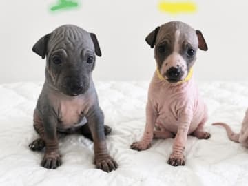 American Hairless Terrier · Nyråd · Christina Biskopstø