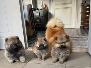 Pomeranian · Enskede · China Garden