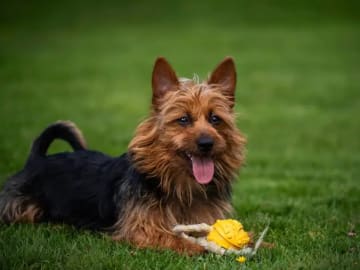 Australisk terrier · Røkland · Linn Iris Jansen