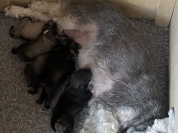 Miniature Schnauzer · Partille · Encalnas' Kennel