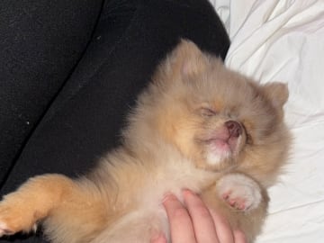 Pomeranian · Skellefteå · Elina L.