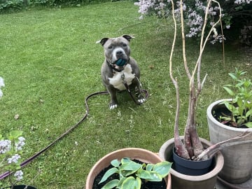 American bully · København · Joan J.
