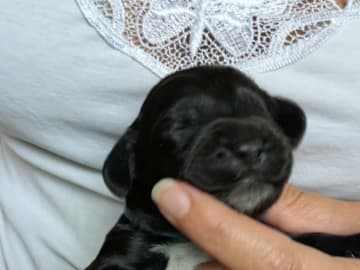 Cockerpoo · Sollentuna · Mikaela C.
